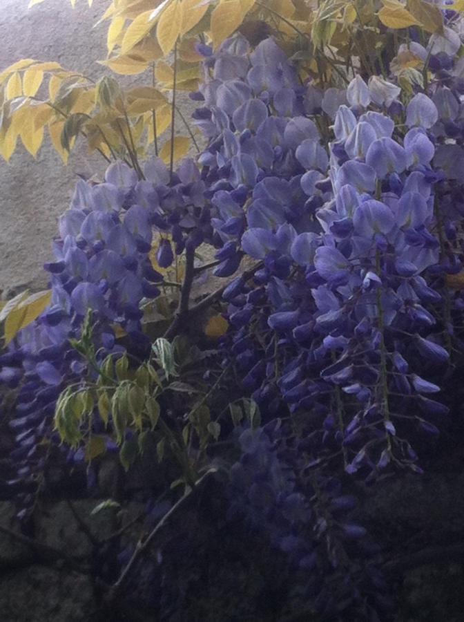 カーン 44 Rue Cap Bed & Breakfast エクステリア 写真